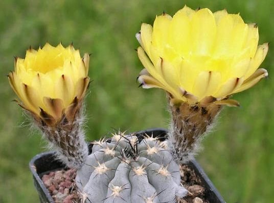 Acanthocalycium_glaucum