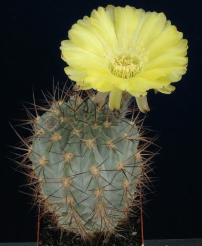 Acanthocalycium_glaucum_1