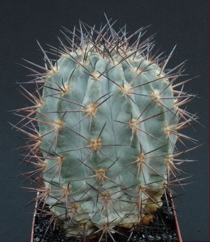 Acanthocalycium_glaucum_2