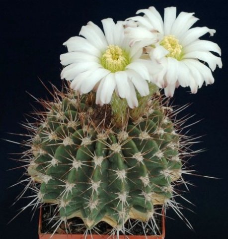 Acanthocalycium_klimpelianu