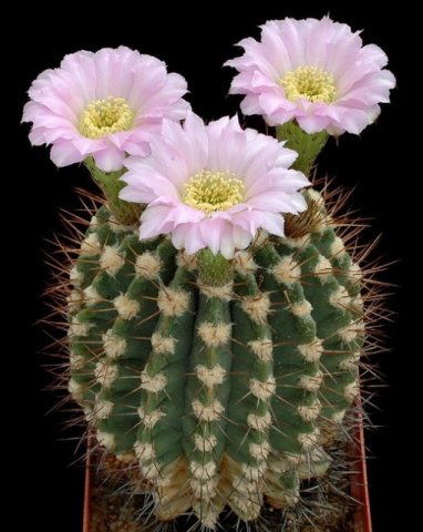 Acanthocalycium_peitscherianum