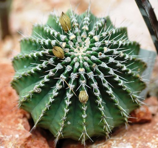 Acanthocalycium_peitscherianum_1