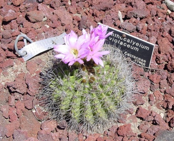 Acanthocalycium_spiniflorum