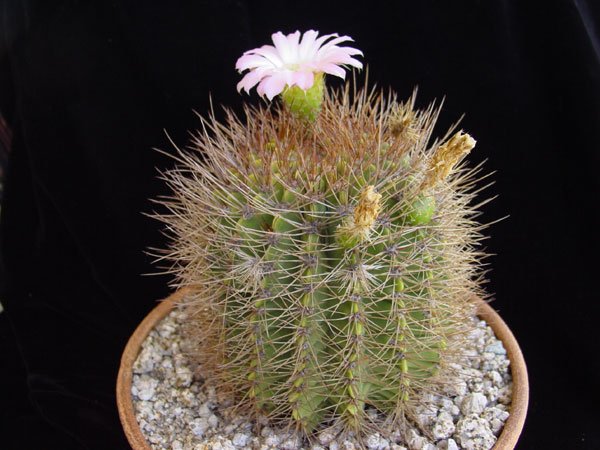 Acanthocalycium_spiniflorum_1