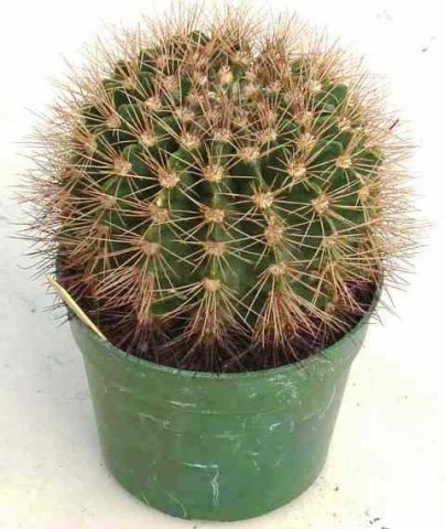 Acanthocalycium_violaceum