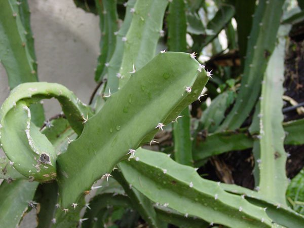 Acanthocereus_tetragonus