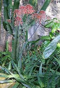 Aloe_squarrosa