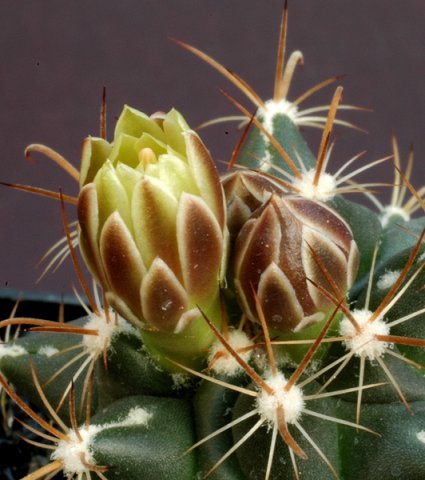 Ancistrocactus_boutons