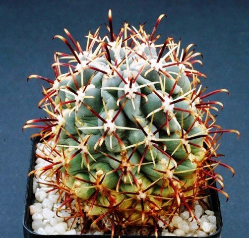 Ancistrocactus_crassihamatu