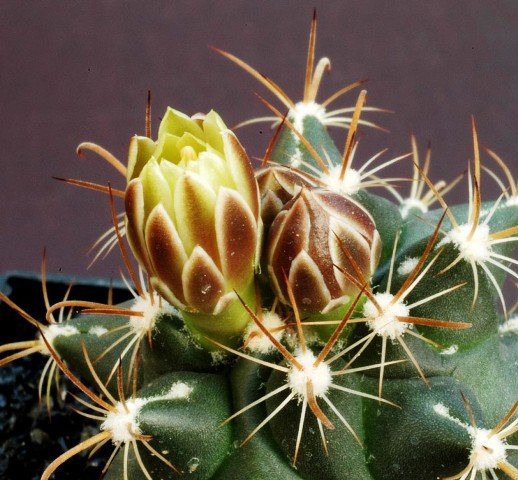 Ancistrocactus_tobuschii_1