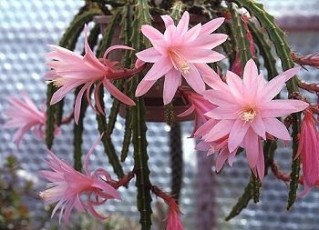 Aporophyllum