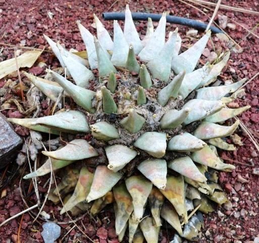 Ariocarpa_retusus