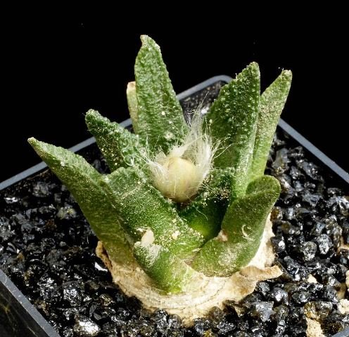 Ariocarpus_bravoanus