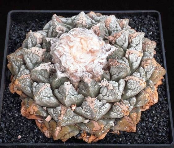 Ariocarpus_fissuratus