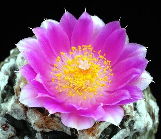 Ariocarpus_fissuratus_5