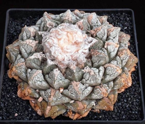 Ariocarpus_fissuratus_6