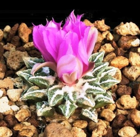 Ariocarpus_kotschoubeanus