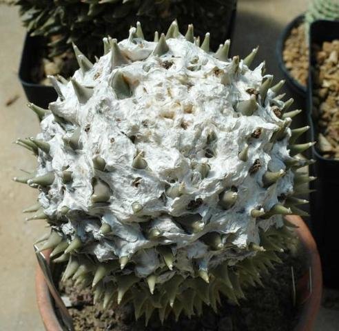 Ariocarpus_retusus