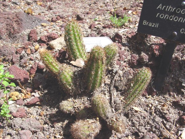 Arthrocereus_rondonianus