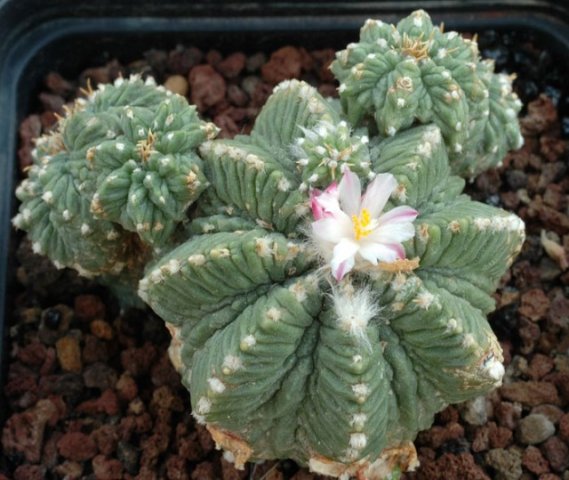 Aztekium_ritteri_2