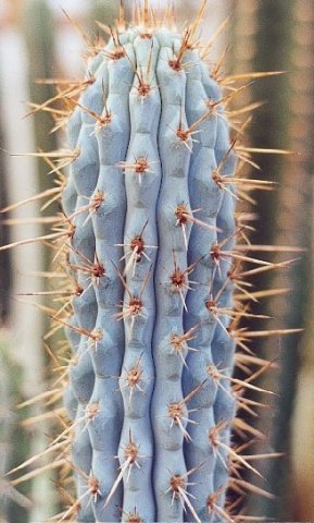 Azureocereus_hertlingianus_1