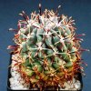 Ancistrocactus_crassihamatu