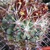 Ancistrocactus_crassihamatus