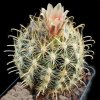 Ancistrocactus_megarhizus