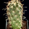 Ancistrocactus_scherii