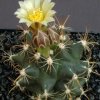 Ancistrocactus_tobuschii