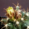 Ancistrocactus_tobuschii_1