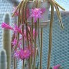 Aporocactus_flagelliformis