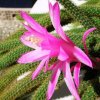 Aporocactus_flagelliformis_1