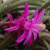 Aporocactus_flagelliformis_2