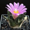 Ariocarpus_bravoanus_1