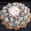 Ariocarpus_fissuratus