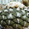 Ariocarpus_fissuratus_1