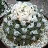 Ariocarpus_fissuratus_2