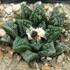 Ariocarpus_fissuratus_4