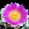 Ariocarpus_fissuratus_5