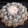 Ariocarpus_fissuratus_6