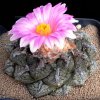 Ariocarpus_fissuratus_7