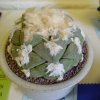 Ariocarpus_fissuratus_8