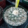 Ariocarpus_fissuratus_9