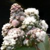 Ariocarpus_furfuracereus