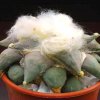 Ariocarpus_furfuracereus_1