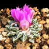 Ariocarpus_kotschoubeanus