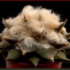 Ariocarpus_retusus_1