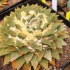 Ariocarpus_retusus_10