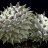 Ariocarpus_retusus_2